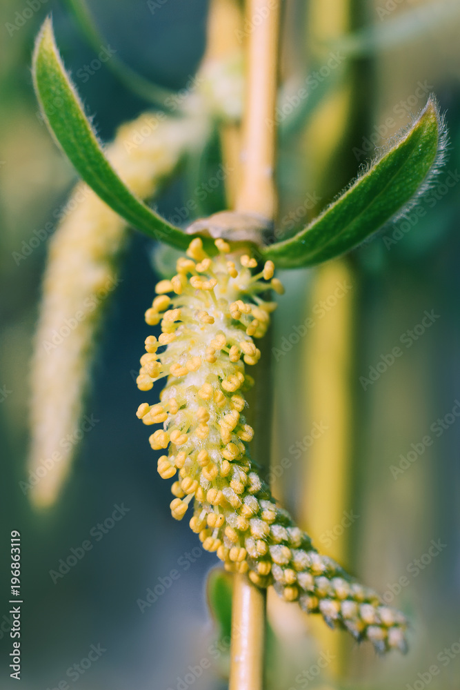 Naklejka premium Flowering of an earring on a willow