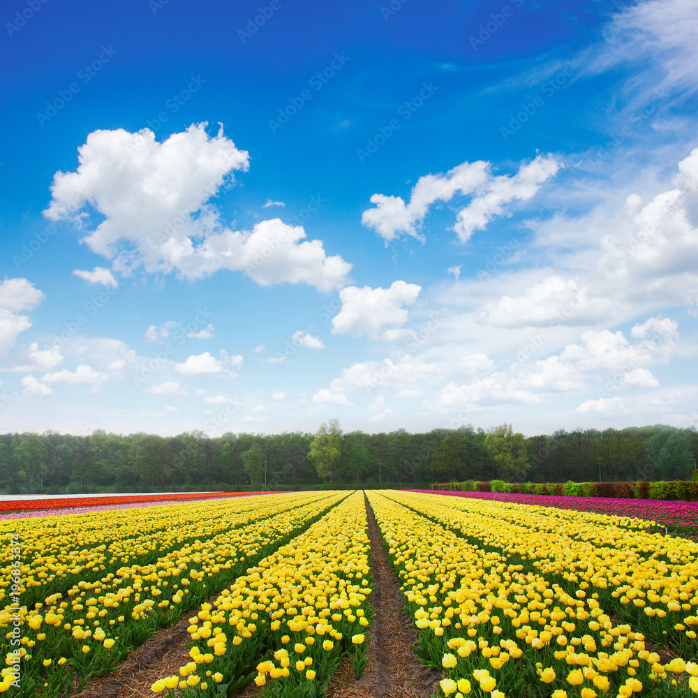 Dutch yellow and violet tulip fields in sunny day Dutch yellow and violet tulip fields in sunny day