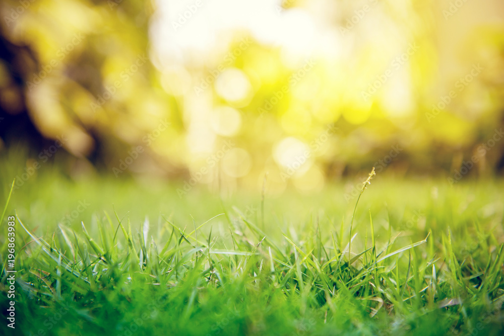 Naklejka premium Close up grass green forest on spring sunset light background with copy space.