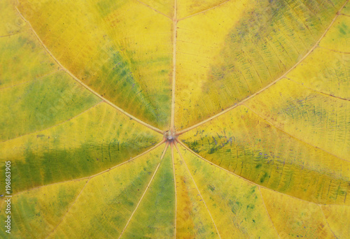 yellow and green leaf texture background 