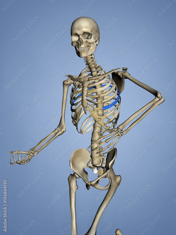 Sixth Rib, Rib Cage, 3D Model Sixth Rib, Rib Cage, 3D Model