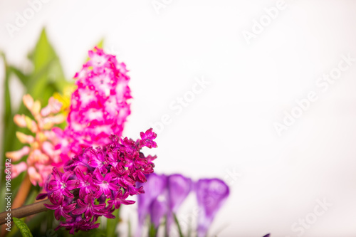 Bright fresh spring flowers