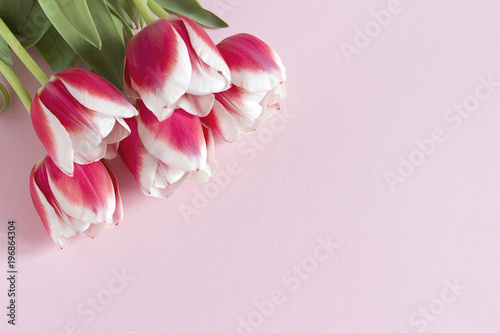 Red tulips with white border on pink background.