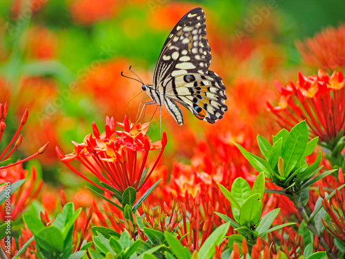 Butterfly on ixora flower coccinea in a garden. © nopporn