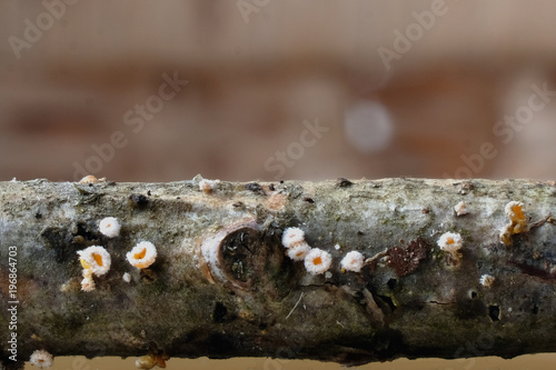 Grzyb Lachnum bicolor