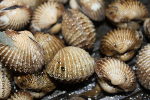 #seashells