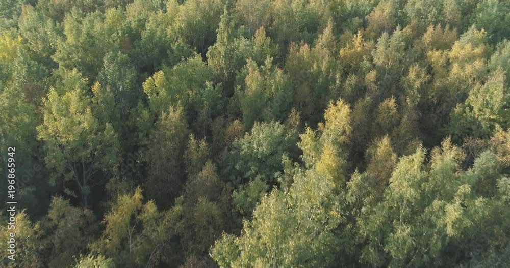 Aerial flying forward over sunny autumn forest