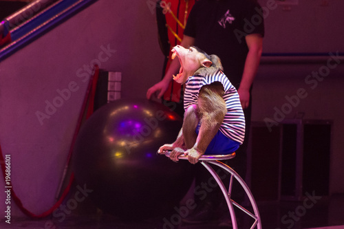 Monkey in circus to yawns