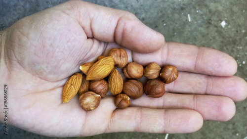 Nuts on the palm of the hand manal hazelnut sveje and ripe very useful for health