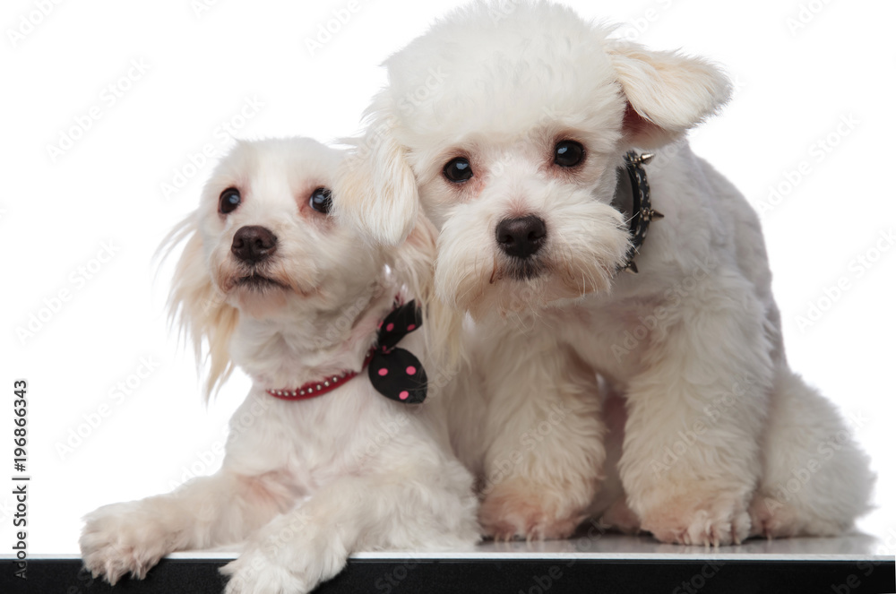 lovely white bichon couple sitting with paws hanging lovely white bichon couple sitting with paws hanging