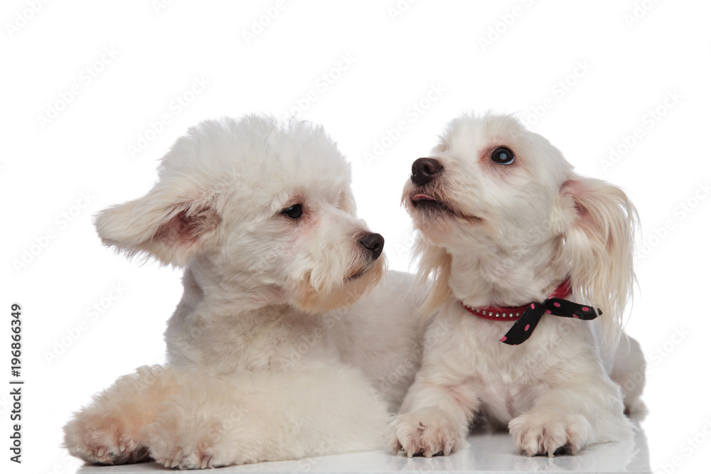 lying bichon couple looking up and to side