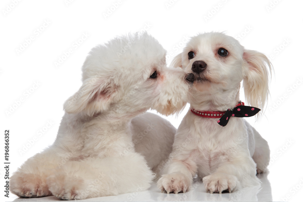 lying adorable white bichon couple playing lying adorable white bichon couple playing