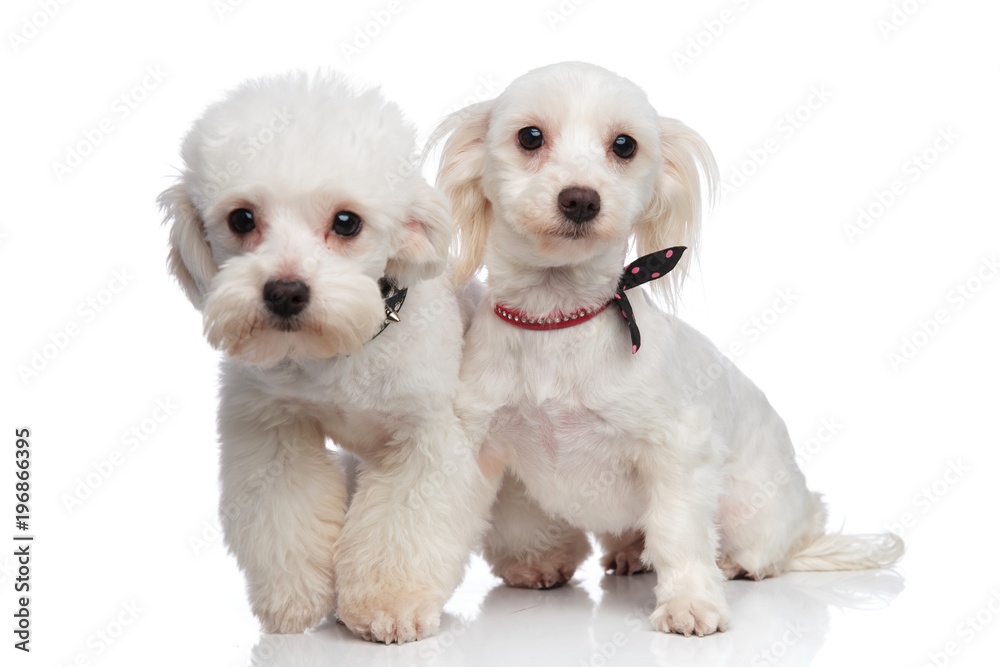 adorable white bichon couple wearing collars adorable white bichon couple wearing collars