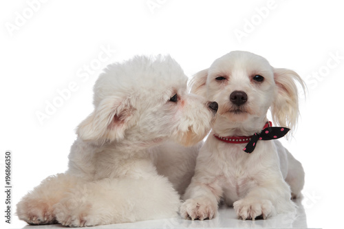 lovely white bichon kissing his brother