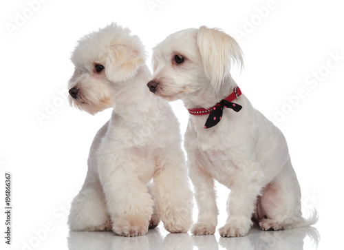 adorable bichon couple looking down to side