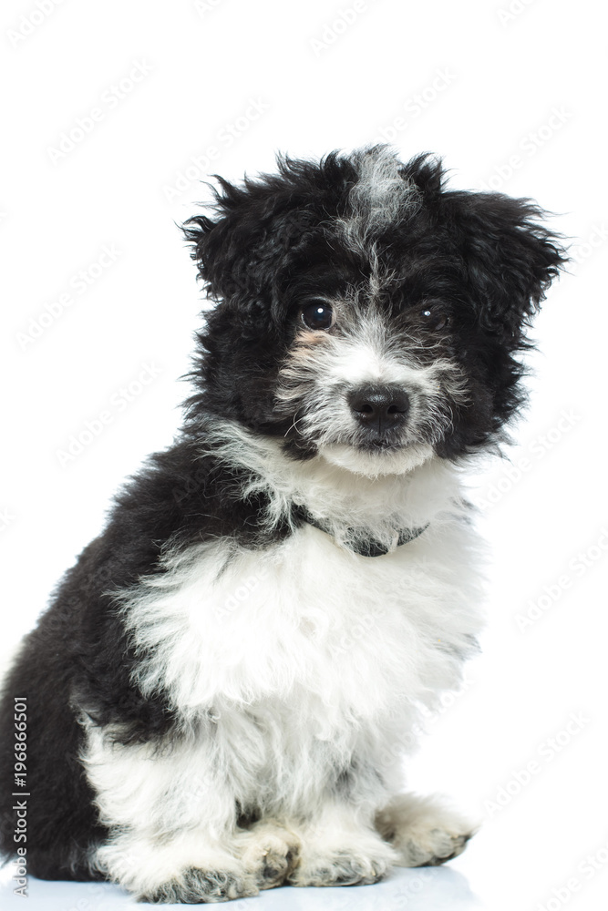 side view of an adorable bichon havanese sitting