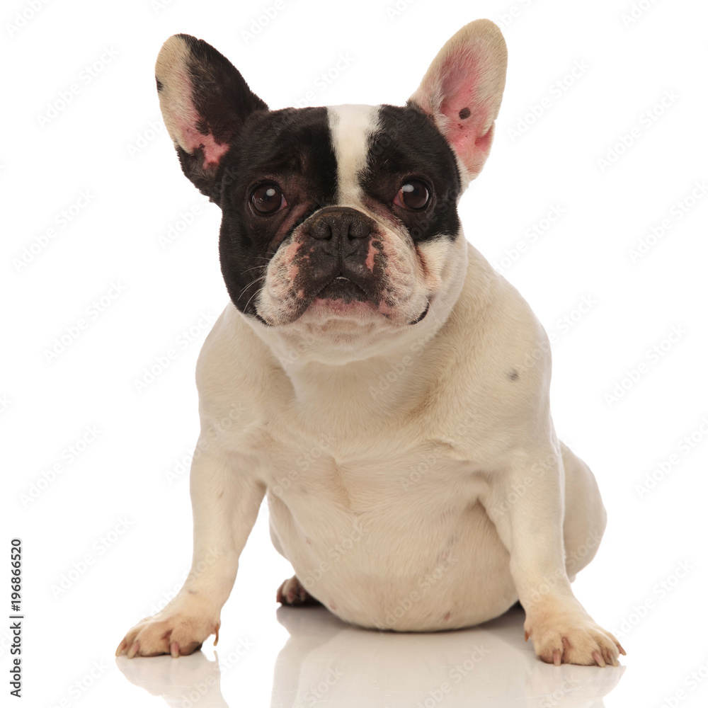 french bulldog with funny looking ears sitting