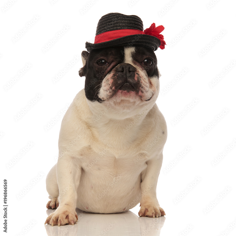 Obraz premium tired french bulldog with black hat sitting down