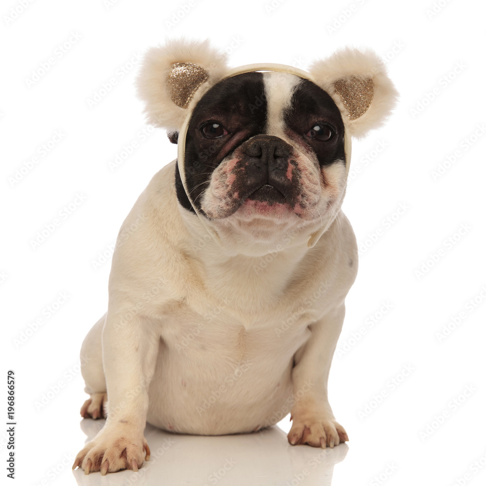 adorable french bulldog wearing bear ears looking at camera