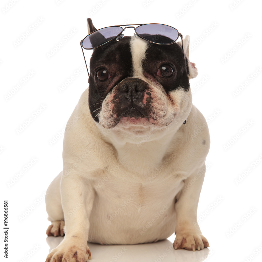 cool french bulldog wearing sunglasses on forehead