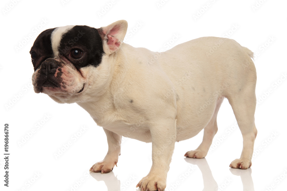 side view of a cute white french bulldog