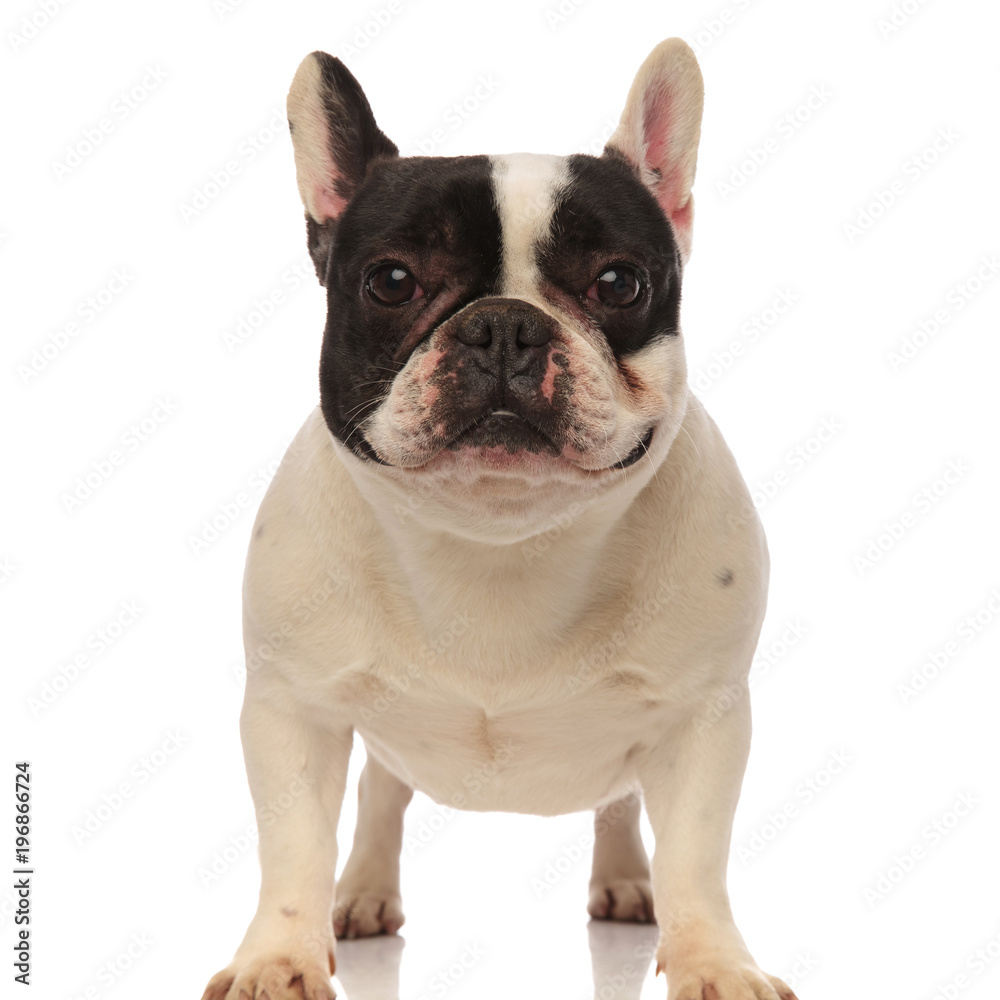 frontal view of a black and white french bulldog