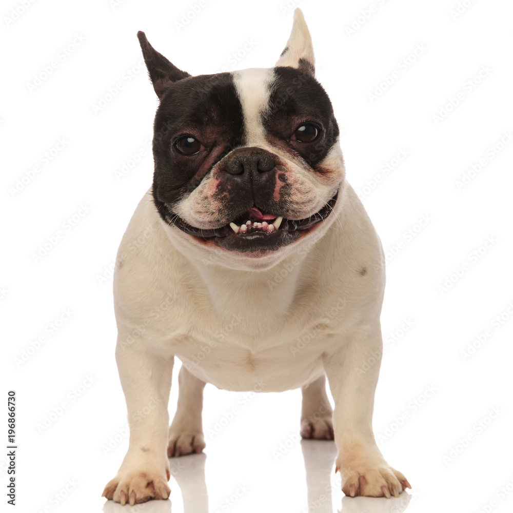 happy lovely french bulldog panting