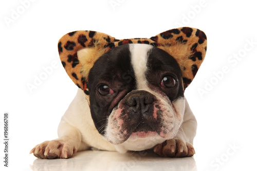 adorable french bulldog with leopard ears headband © Viorel Sima
