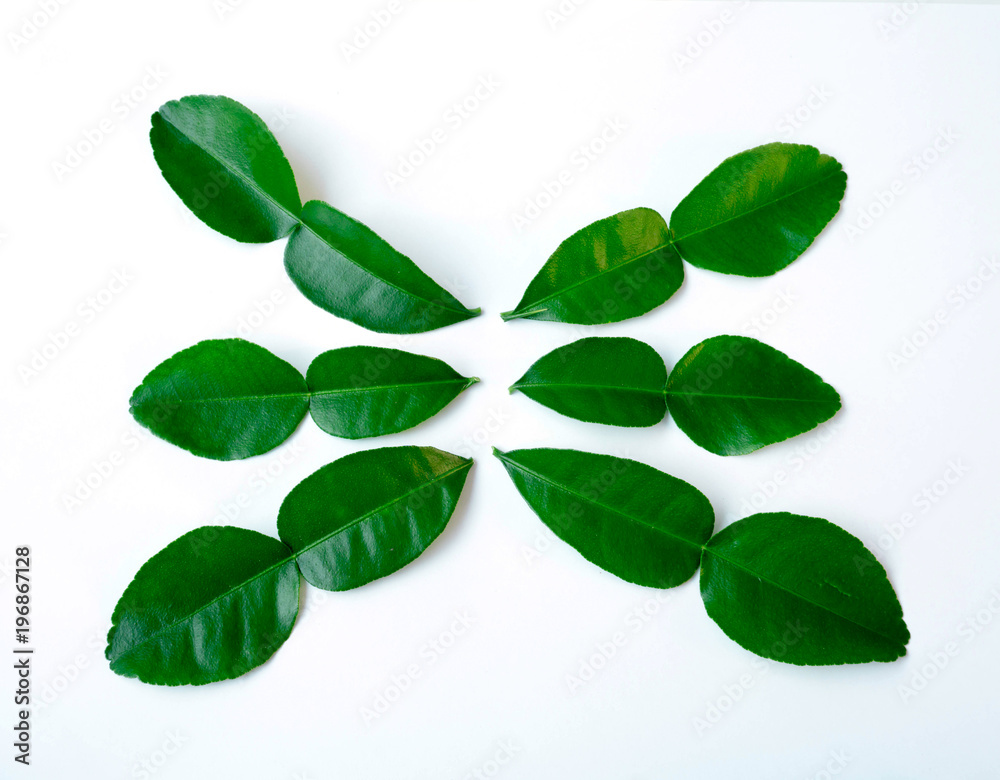 Kaffir lime leaves in a white background. Kaffir lime leaves in a white background.
