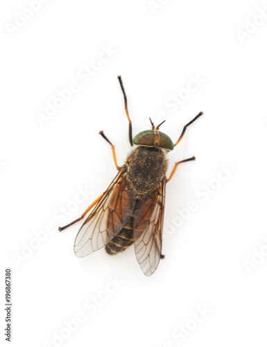 Large brown gadfly.