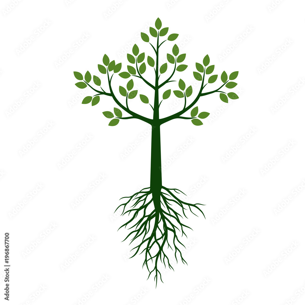 Green Tree with Leaves and Roots. Vector Illustration and graphic element.