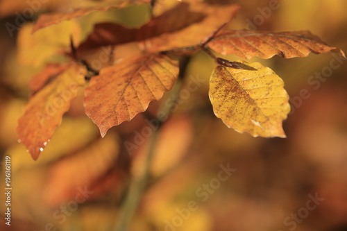 Autumn leaf in forest