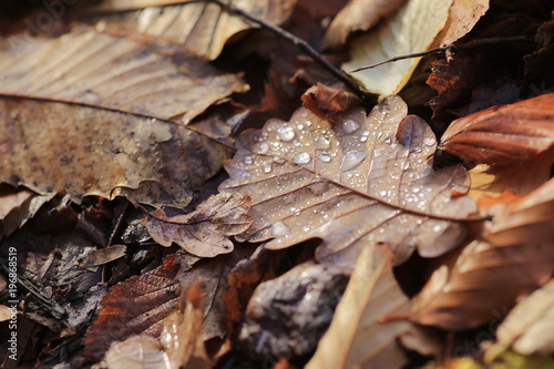 Waterdrop on autumn leafs