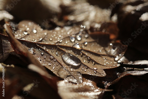 Waterdrop on autumn leafs