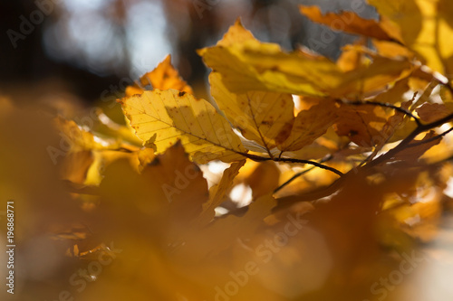 Golden leafs at autumn forest