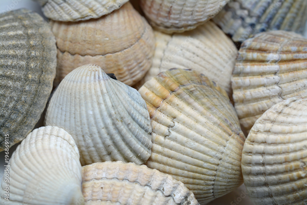 muscheln muscheln