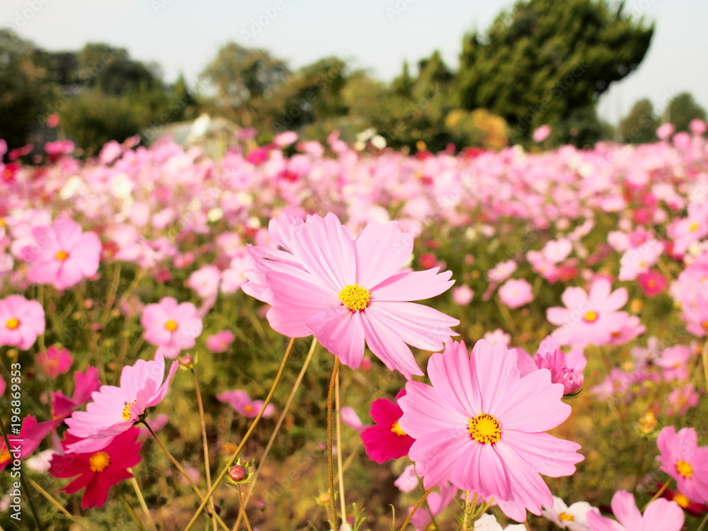 Obraz premium コスモス