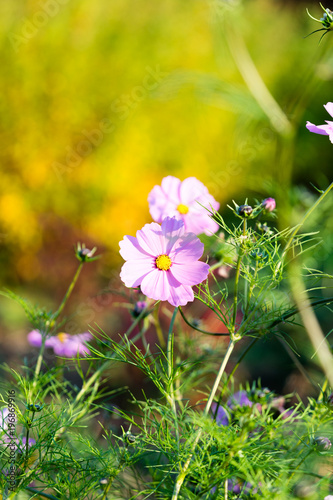 Mehrere Blumen im Frühling photo