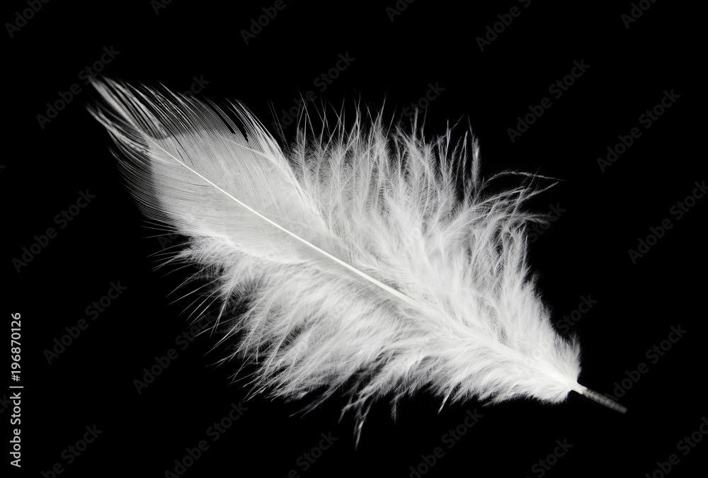 Obraz premium Single white feather isolated on black background