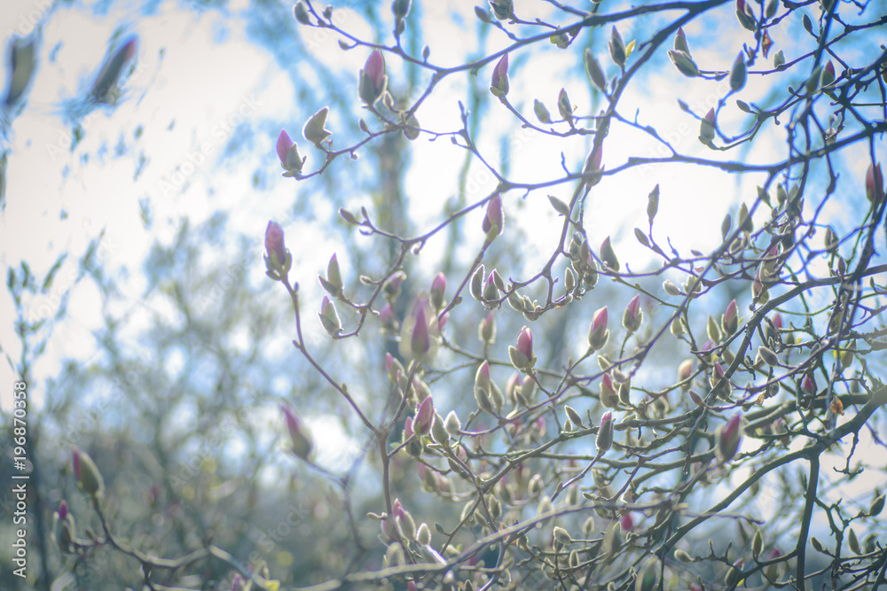There are many pink budding magnolia buds in the botanical garden. There are many pink budding magnolia buds in the botanical garden.