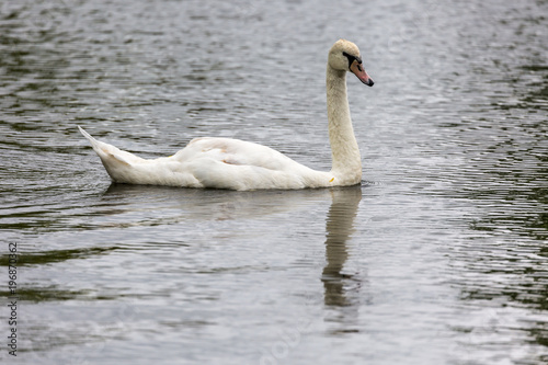 Swan in lake