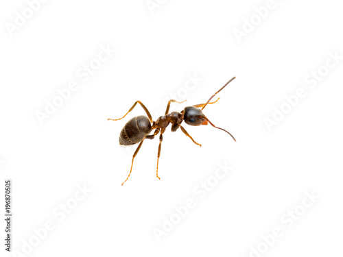 Ant Insect Macro Isolated on White © nechaevkon