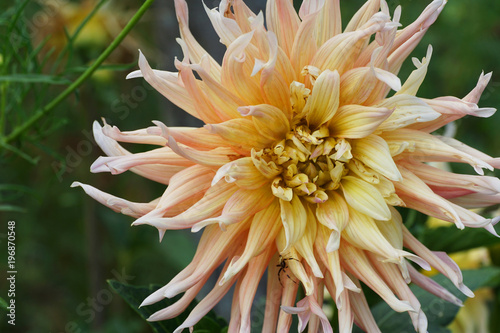 Fototapeta Naklejka Na Ścianę i Meble -  Flower Dahlia cultivar Garden Party with buds growing in the foothills of the Caucasus