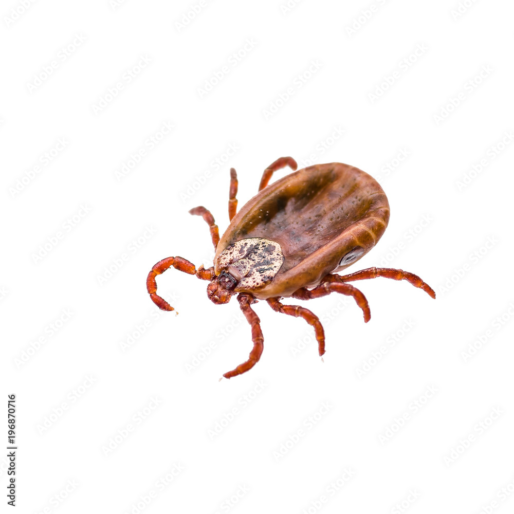 Encephalitis Virus or Lyme Disease or Monkey Fever Infected Tick Arachnid Insect Isolated on White