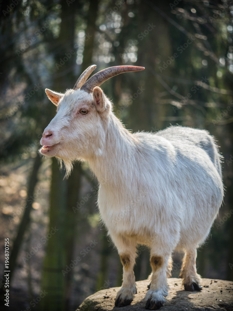 Male white goat standing on a rock Male white goat standing on a rock