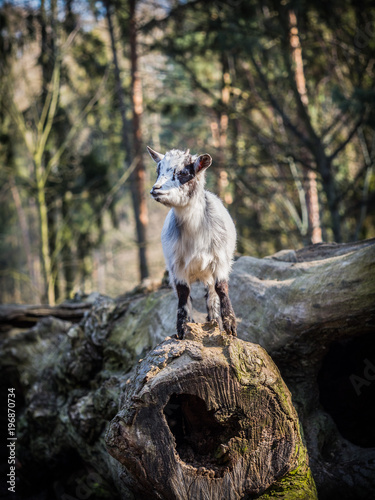 Baby goat standing on a tree trunk