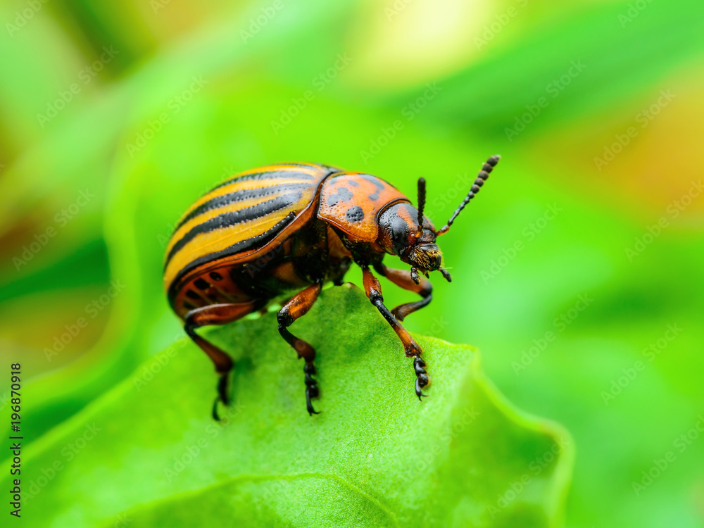 Colorado Potato Beetle on Potato Foliage Nature Close-up Colorado Potato Beetle on Potato Foliage Nature Close-up