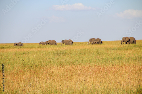 Parade of elephants in Serengeti National Park, Tanzania