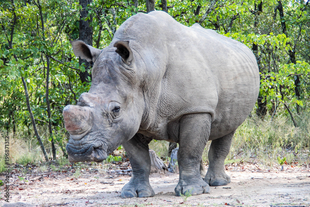 White rhino in Matobo National Park, Zimbabwe White rhino in Matobo National Park, Zimbabwe