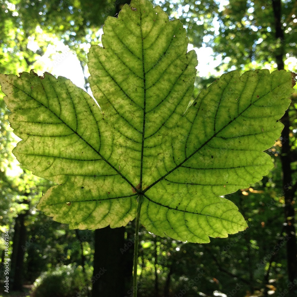 Fototapeta premium Blatt im Licht